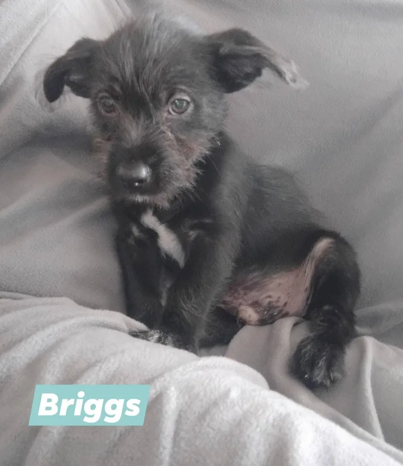 Briggs thumbnail 2