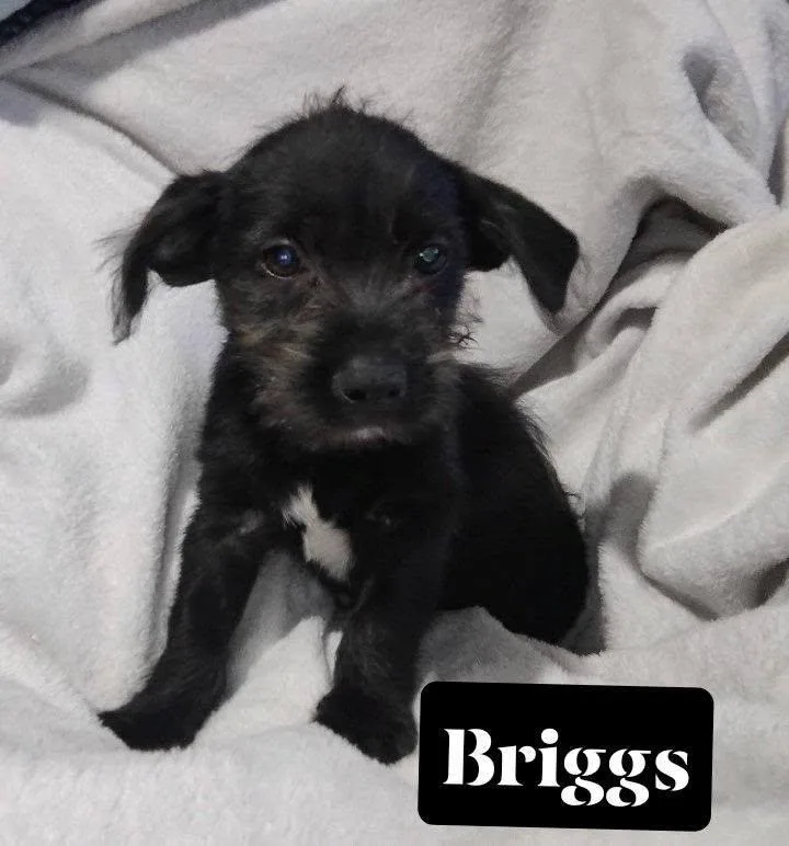 Briggs thumbnail 3