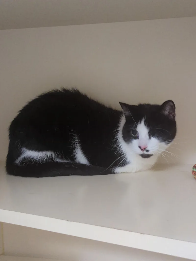 A senior medium-sized male Black & White / Tuxedo Domestic Short Hair cat named Bandit for adoption in Elyria, OH
