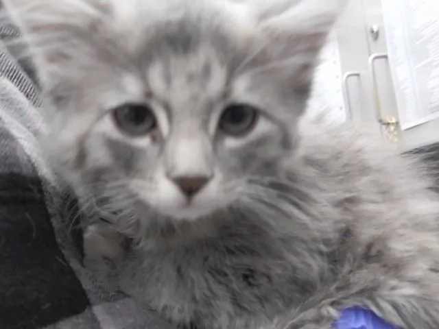 A baby small-sized female Domestic Long Hair cat named Ghost for adoption in Omaha, NE