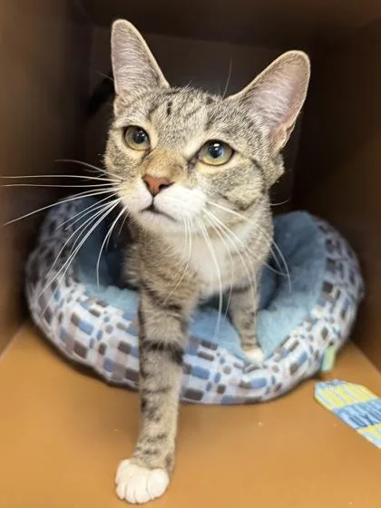 A young medium-sized female Domestic Short Hair cat named Brooke $ @ Petsmart for adoption in Seneca, SC