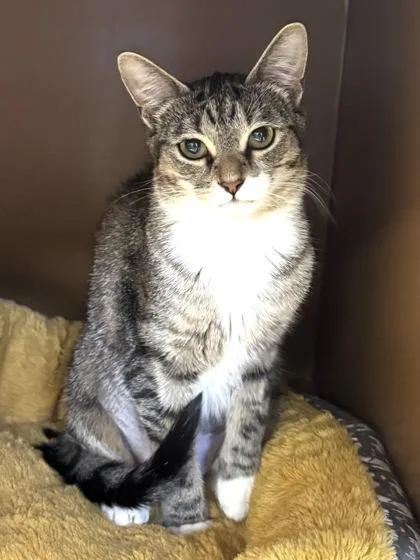 Brooke $ @ Petsmart thumbnail 2