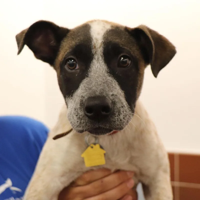 A baby small-sized female Mixed Breed dog named Aurora for adoption in Port Washington, NY