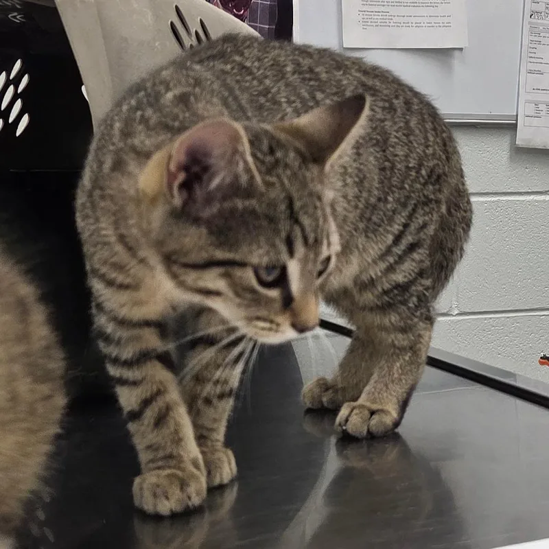 A baby small-sized male Brown / Chocolate Domestic Short Hair cat named Balerion for adoption in Chattanooga, TN
