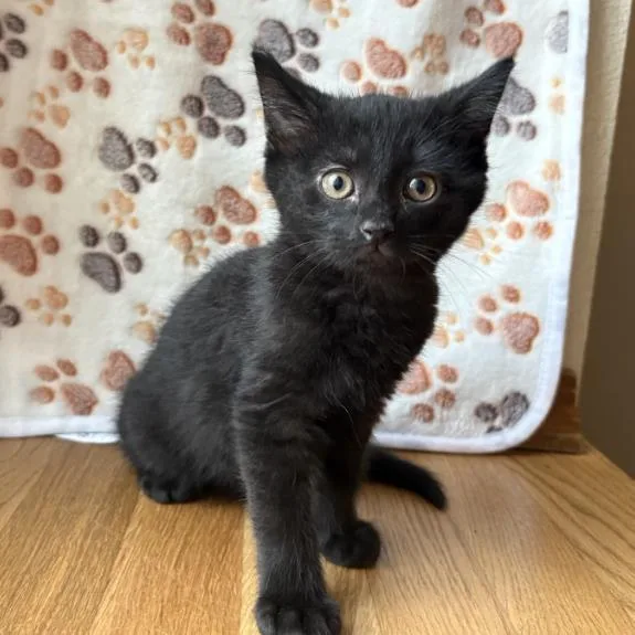 A baby small-sized male Domestic Short Hair cat named Potato Salad for adoption in Colorado Springs, CO