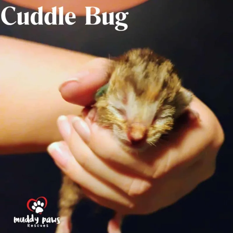 Buggies Litter:  Cuddle