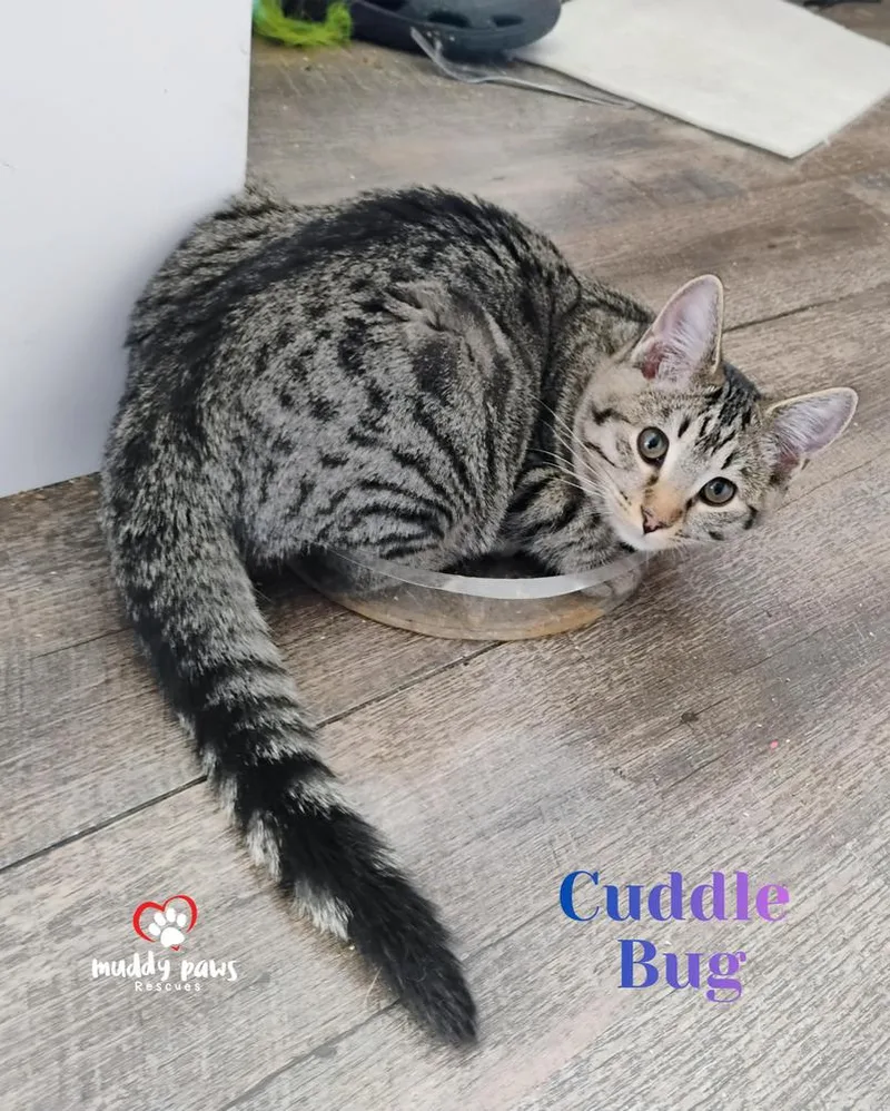 Buggies Litter:  Cuddle thumbnail 2