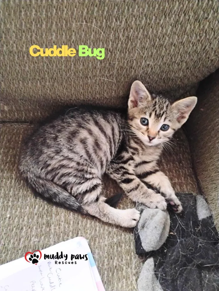 Buggies Litter:  Cuddle thumbnail 3