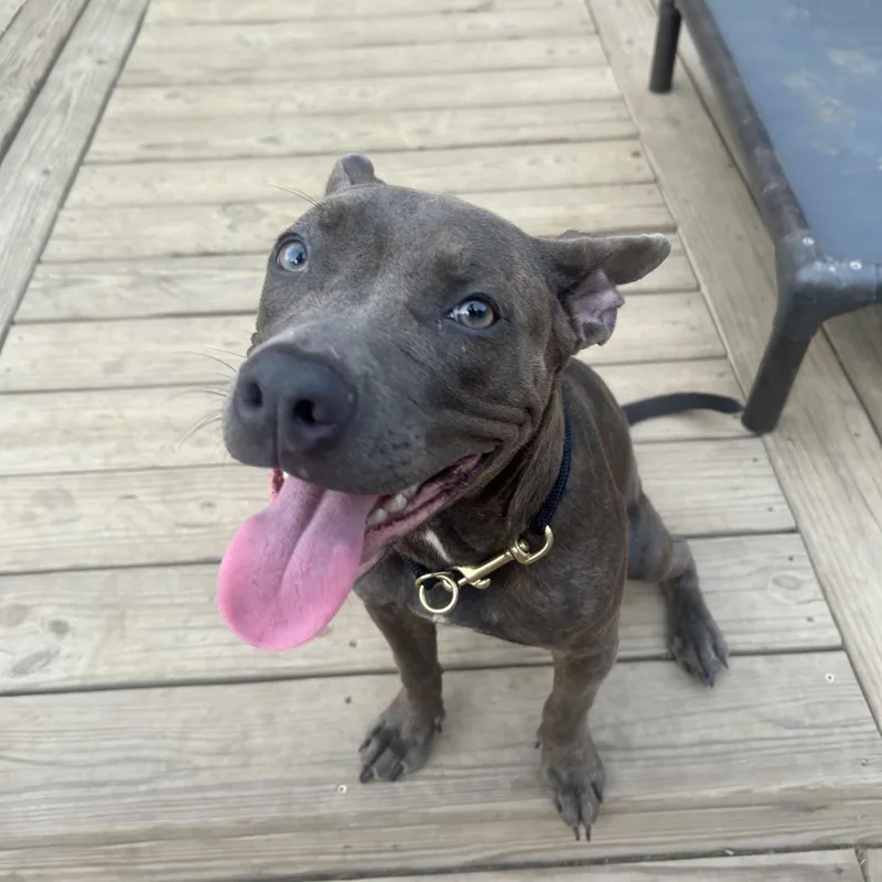 A baby medium-sized female Pit Bull Terrier dog named Penny for adoption in Taylorsville, KY