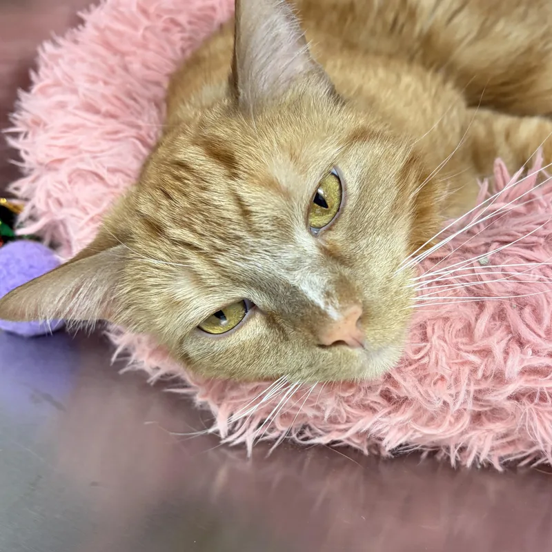 An adult large-sized male Orange & White American Shorthair cat named George for adoption in Scituate, MA