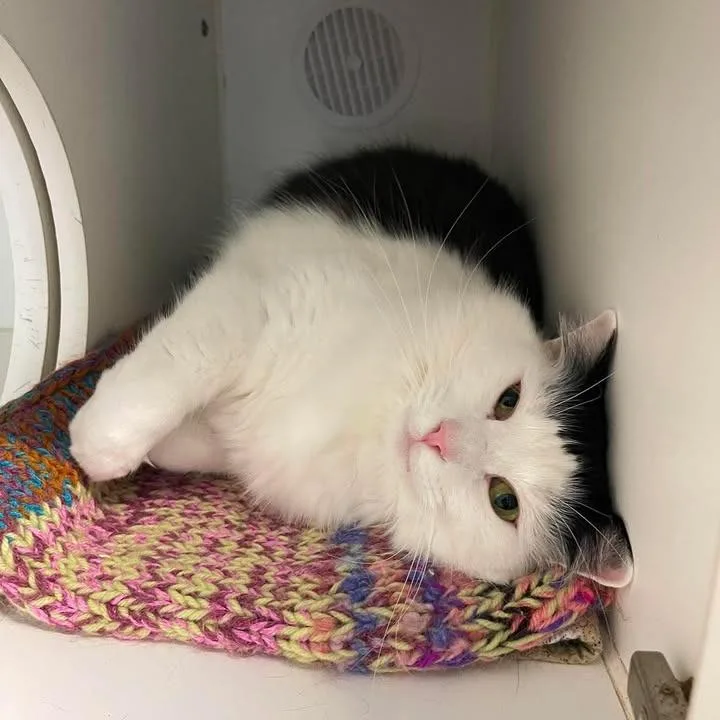 An adult large-sized male Black Domestic Medium Hair cat named Celebration Station for adoption in Winthrop, ME