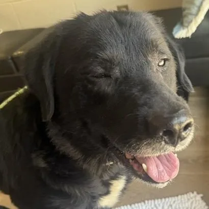 A senior large-sized male Black Labrador Retriever dog named Jet for adoption in Triadelphia, WV
