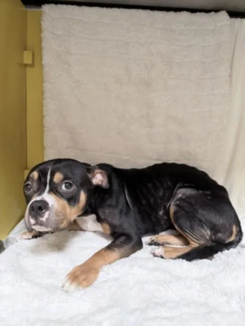 A young medium-sized female Pit Bull Terrier dog named Bixy for adoption in Los Angeles, CA