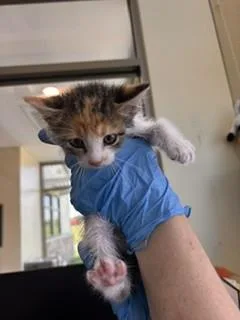 A baby small-sized female Domestic Short Hair cat named Keiko for adoption in Lees Summit, MO