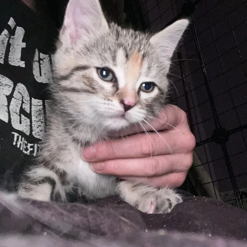 A baby large-sized female Calico cat named Juniper for adoption in Newark valley, NY