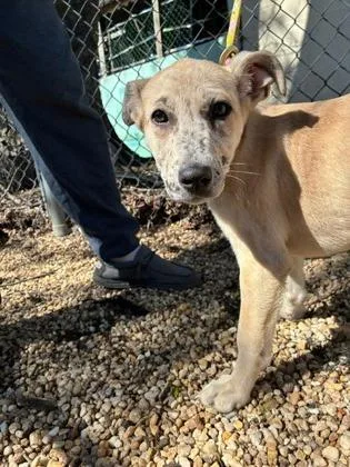 A baby medium-sized male Catahoula Leopard Dog dog named Raisin for adoption in West Chester, PA