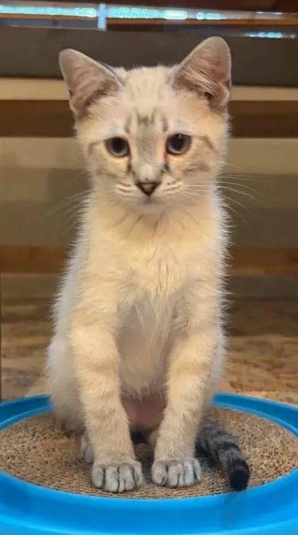A baby small-sized male Siamese cat named Dorito for adoption in Divide, CO