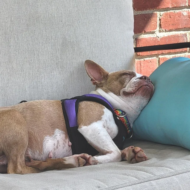 June Bug