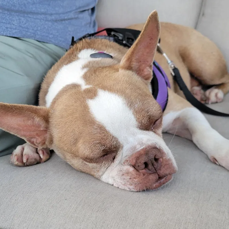 June Bug thumbnail 2