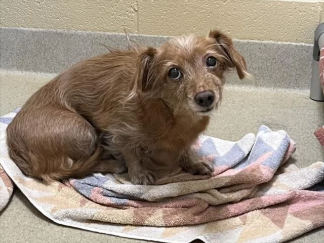 A senior small-sized male Terrier dog named Toby for adoption in Chapel Hill, NC