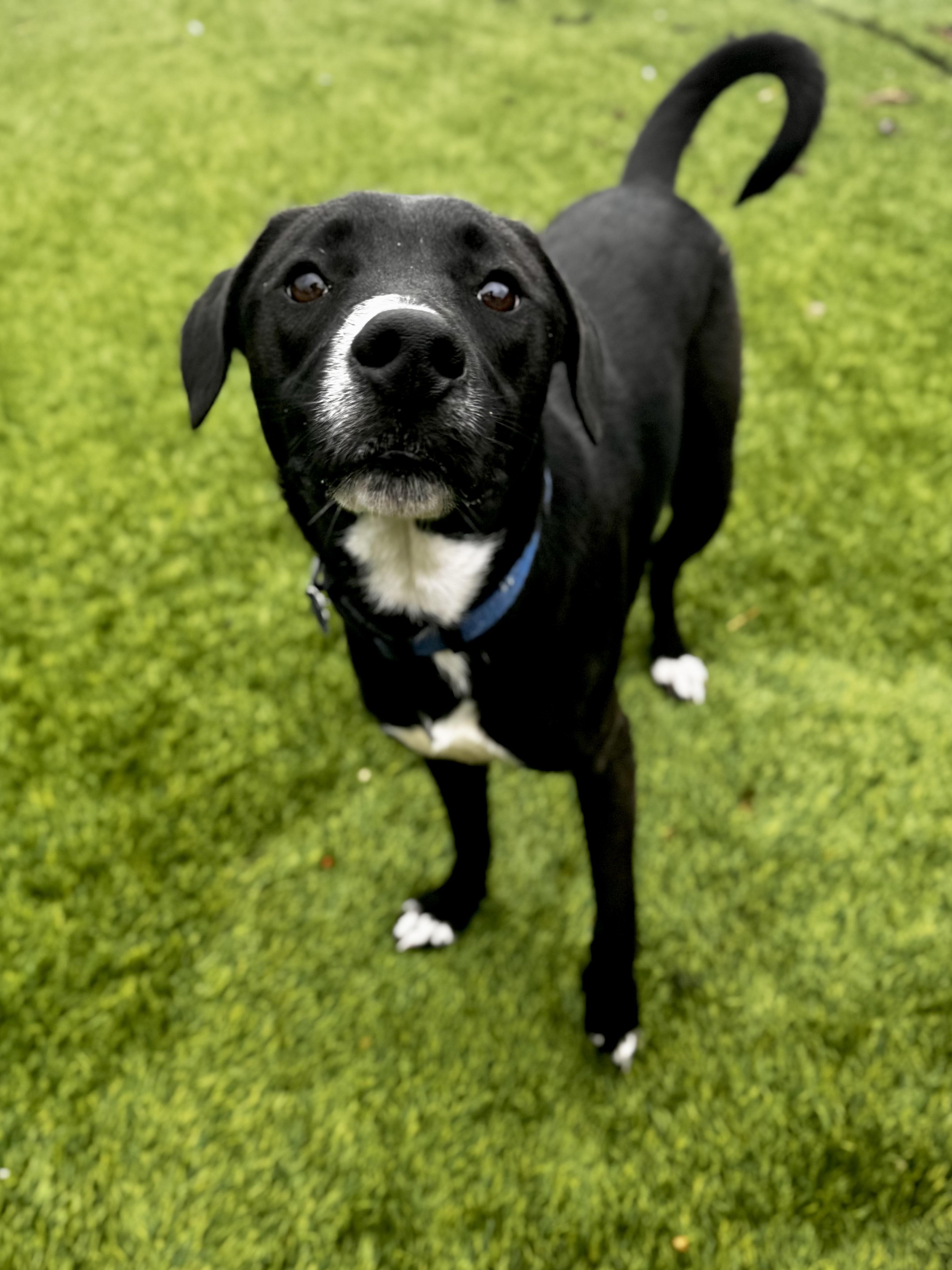 A young medium-sized male Tricolor (Brown, Black, & White) Terrier dog named Lienel for adoption in San Antonio, TX