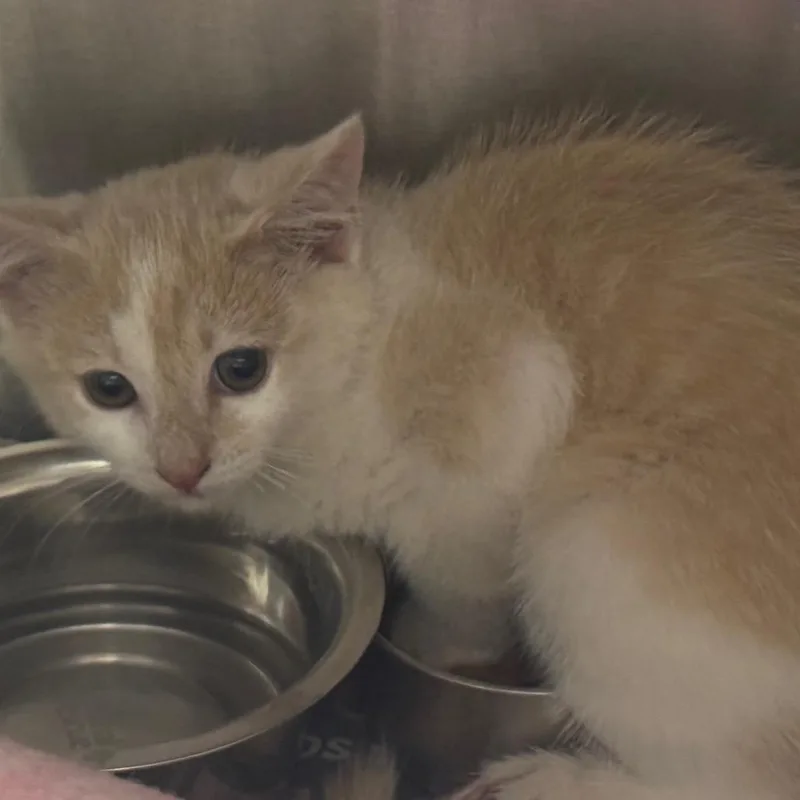 A baby small-sized male White Domestic Short Hair cat named Nacho for adoption in Winston-Salem, NC