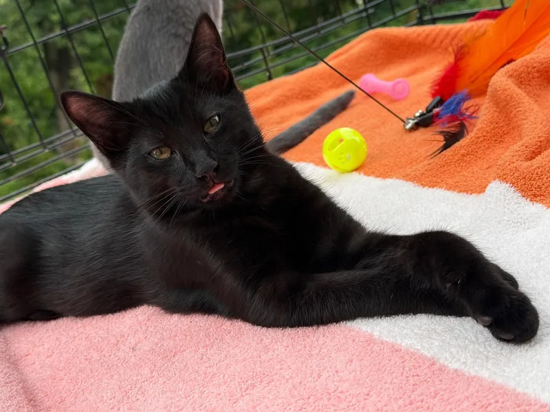 A baby medium-sized male Black Domestic Short Hair cat named Govy for adoption in Hartville, OH