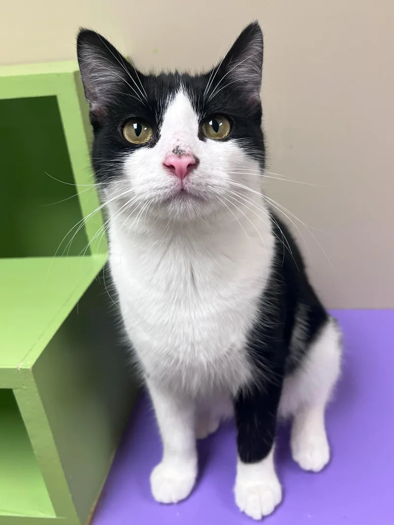 An adult medium-sized male Black & White / Tuxedo Domestic Short Hair cat named Winslow for adoption in Arlington Heights, IL