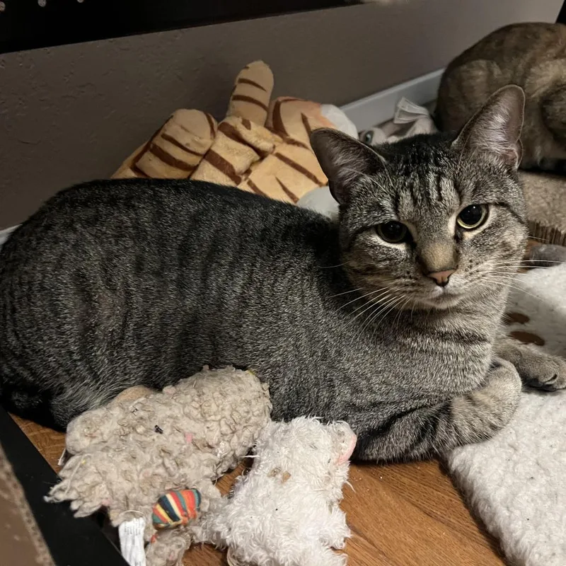 An adult small-sized male Domestic Short Hair cat named Zoro for adoption in Tulsa, OK