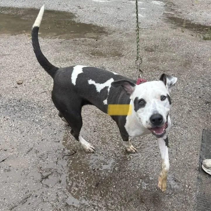 A young medium-sized female White / Cream American Bulldog dog named Peggy Peeps for adoption in Austin, TX
