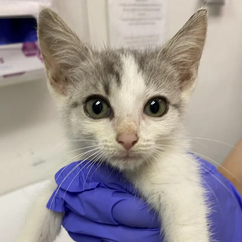 A baby small-sized female Domestic Short Hair cat named Pomegranate for adoption in Charleston, WV