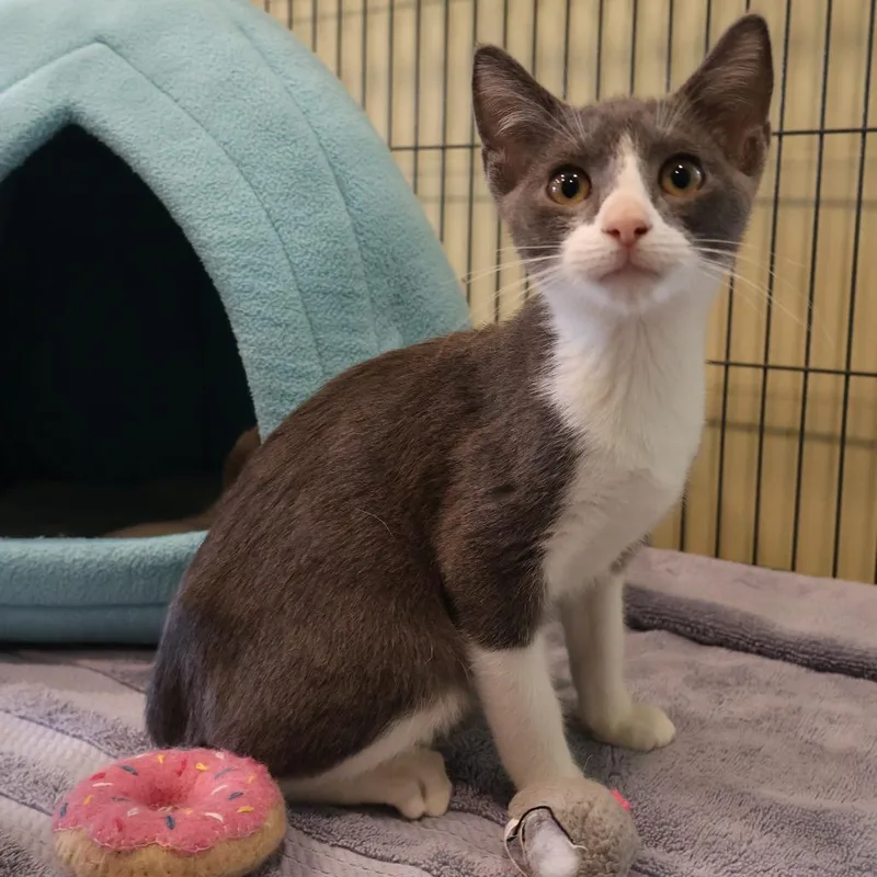 A baby small-sized male White Domestic Short Hair cat named Enzo for adoption in Saint Charles, MO
