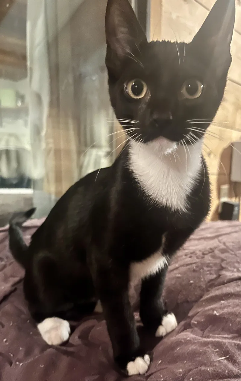 A baby medium-sized male Black & White / Tuxedo Tuxedo cat named Lex for adoption in Springfield, OR