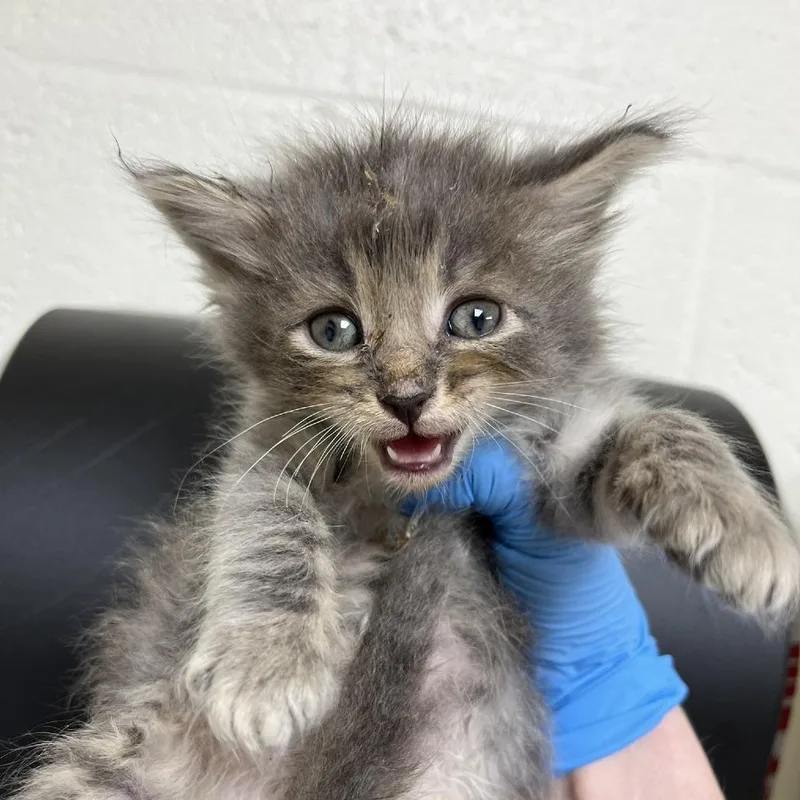 A baby small-sized male Gray / Blue / Silver Domestic Medium Hair cat named SVASStray for adoption in Lyndhurst, VA