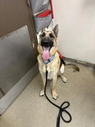 A young medium-sized male German Shepherd Dog dog named Franky for adoption in Palm Coast, FL