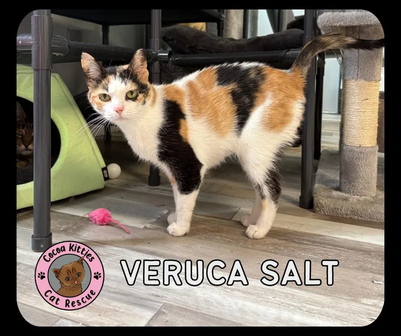An adult medium-sized female Domestic Short Hair cat named Veruca Salt for adoption in Hershey, PA
