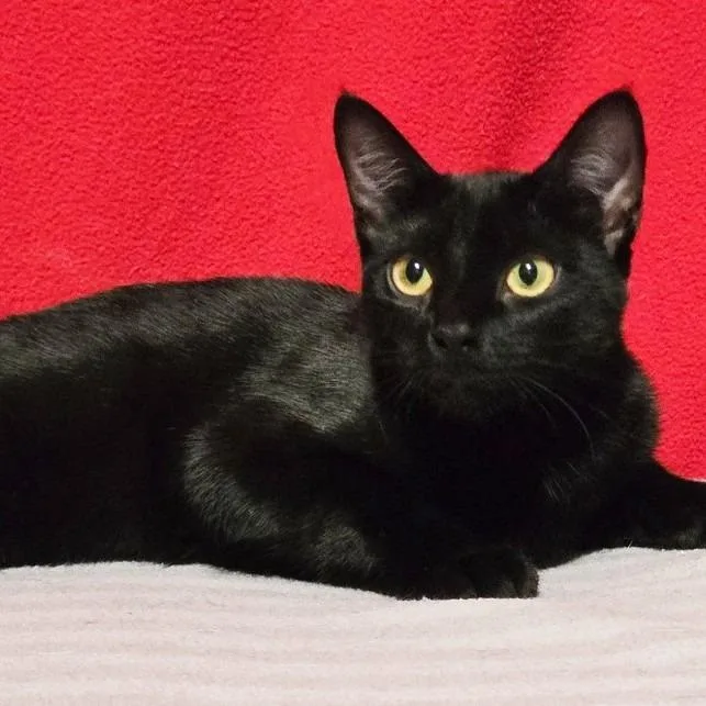 A young medium-sized female Black Domestic Short Hair cat named Sofia for adoption in Concord, NH