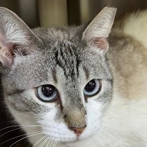An adult large-sized male Cream / Ivory Siamese cat named Bitsy for adoption in Austin, TX