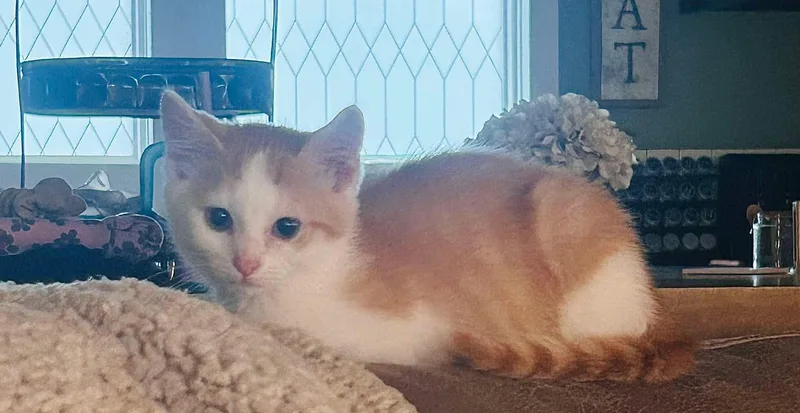 A baby medium-sized male Orange & White Domestic Short Hair cat named Saja for adoption in Cosby, TN
