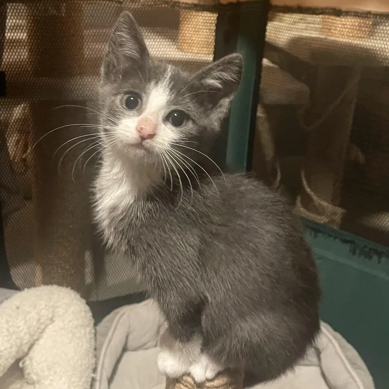 A baby small-sized female Gray & White Domestic Short Hair cat named Violet for adoption in Turnersville, NJ
