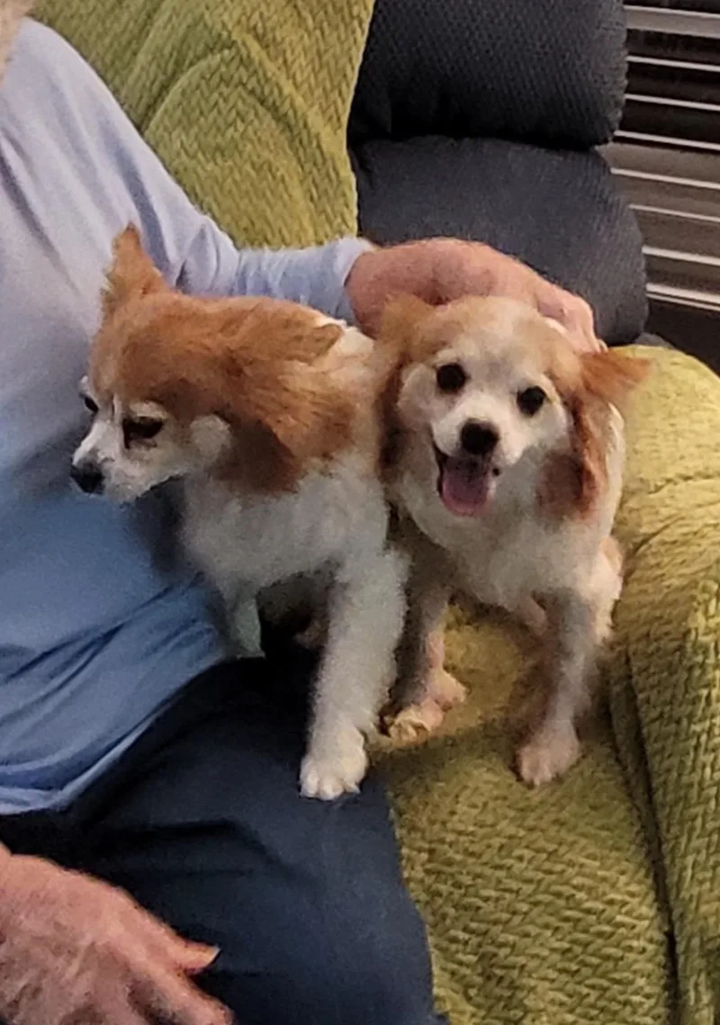 Harley  Bonded To thumbnail 2