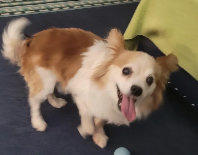 Harley  Bonded To thumbnail 3