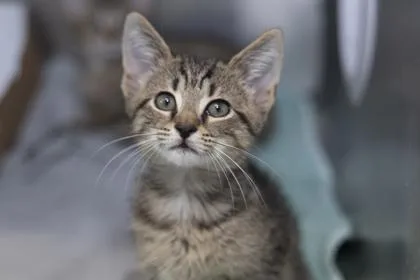 A young small-sized male Domestic Short Hair cat named B Roo for adoption in North Charleston, SC