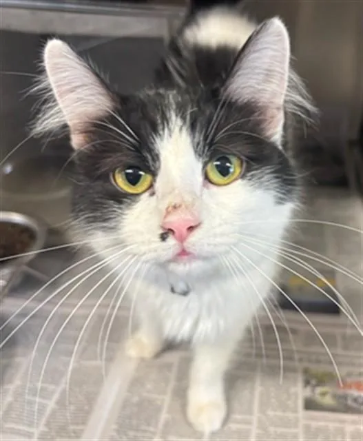 A young small-sized female Domestic Short Hair cat named Vixie for adoption in Lancaster, CA