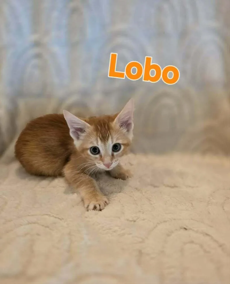A baby small-sized male Domestic Short Hair cat named Lobo for adoption in Groveland, MA