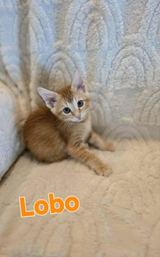 Lobo thumbnail 2
