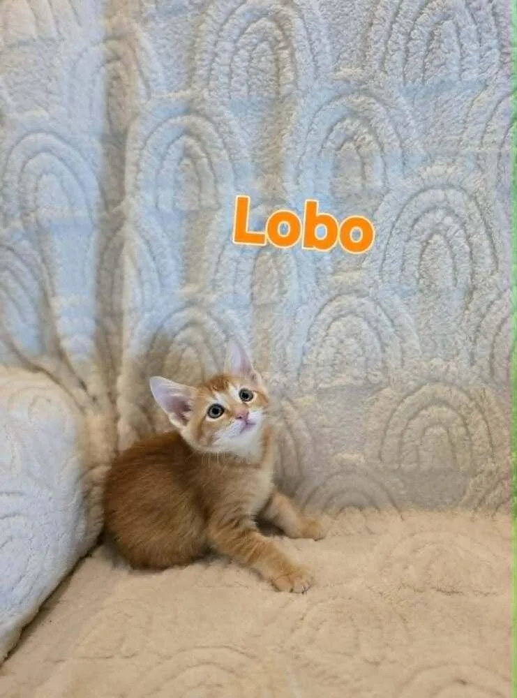 Lobo thumbnail 3