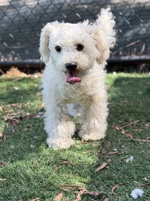 An adult small-sized female Poodle dog named A for adoption in Fremont, CA