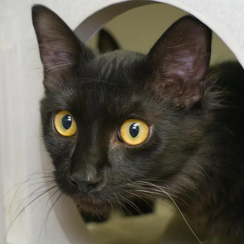 A baby medium-sized male Domestic Long Hair cat named Pomade for adoption in Shoreline, WA