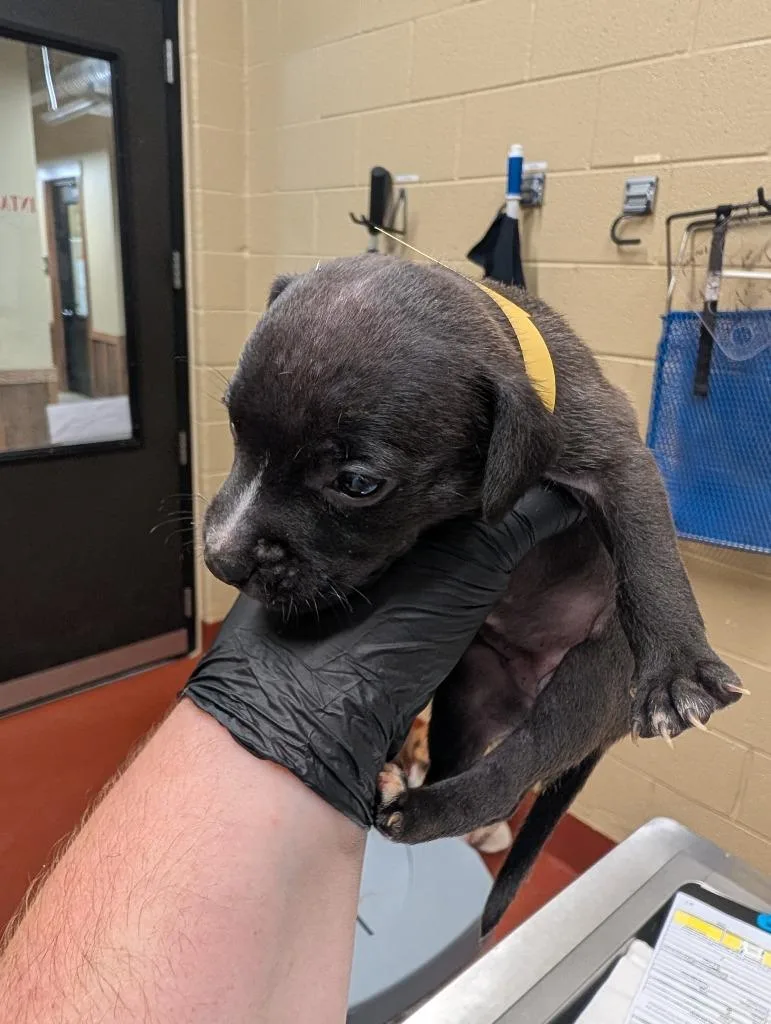 A baby medium-sized female Mixed Breed dog named Halley for adoption in Douglasville, GA